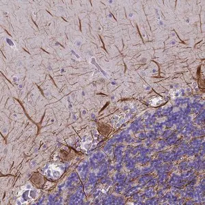 Merck Anti-SKIDA1 antibody produced in rabbit