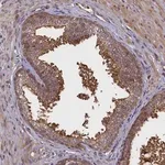 Merck Anti-RBFA antibody produced in rabbit