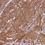 Merck Anti-CCDC102B antibody produced in rabbit