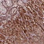 Merck Anti-MEX3C antibody produced in rabbit