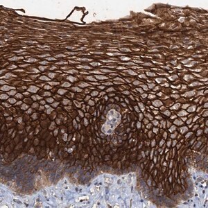 Merck Anti-SCUBE3 antibody produced in rabbit