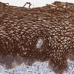 Merck Anti-SCUBE3 antibody produced in rabbit