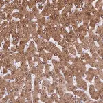 Merck Anti-TMPRSS7 antibody produced in rabbit
