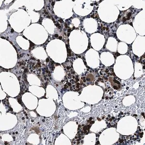 Merck Anti-GRASP antibody produced in rabbit