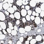 Merck Anti-GRASP antibody produced in rabbit