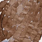 Merck Anti-RAD9B antibody produced in rabbit