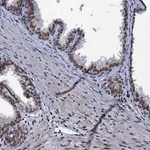 Merck Anti-ZMIZ2 antibody produced in rabbit