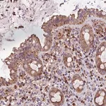 Merck Anti-METTL22 antibody produced in rabbit