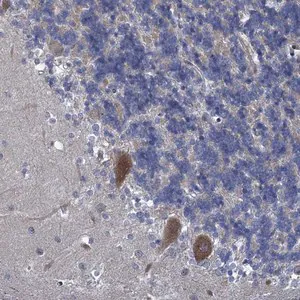 Merck Anti-QPCTL antibody produced in rabbit