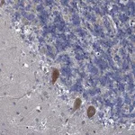 Merck Anti-QPCTL antibody produced in rabbit