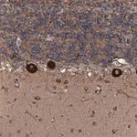 Merck Anti-FLYWCH1 antibody produced in rabbit