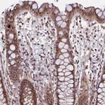 Merck Anti-LEO1 antibody produced in rabbit