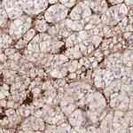 Merck Anti-TLX2 antibody produced in rabbit