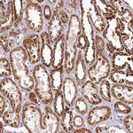Merck Anti-COQ9 antibody produced in rabbit