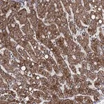 Merck Anti-VPS37D antibody produced in rabbit