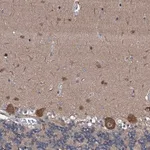 Merck Anti-FLYWCH1 antibody produced in rabbit