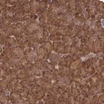 Merck Anti-SNX33 antibody produced in rabbit