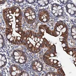 Merck Anti-OTOL1 antibody produced in rabbit