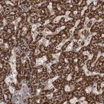 Merck Anti-ROGDI antibody produced in rabbit