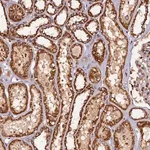 Merck Anti-NCKAP5L antibody produced in rabbit