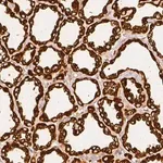 Merck Anti-CSN2 antibody produced in rabbit