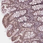 Merck Anti-ZC3H4 antibody produced in rabbit