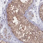Merck Anti-WDR59 antibody produced in rabbit