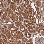 Merck Anti-WDCP antibody produced in rabbit
