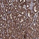 Merck Anti-WDR34 antibody produced in rabbit