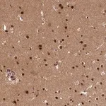 Merck Anti-ADIG antibody produced in rabbit