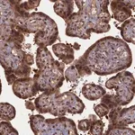Merck Anti-HIF3A antibody produced in rabbit