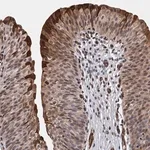 Merck Anti-GDPD3 antibody produced in rabbit