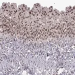 Merck Anti-MT1E antibody produced in rabbit