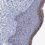 Merck Anti-C16orf87 antibody produced in rabbit