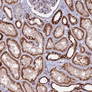Merck Anti-MPV17L antibody produced in rabbit