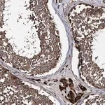 Merck Anti-CNTN5 antibody produced in rabbit
