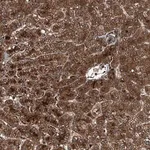 Merck Anti-GFER antibody produced in rabbit