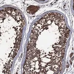 Merck Anti-ZSWIM8 antibody produced in rabbit