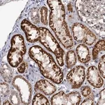 Merck Anti-ZAR1L antibody produced in rabbit