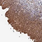 Merck Anti-MTHFSD antibody produced in rabbit