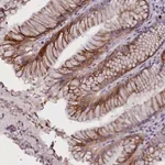 Merck Anti-RTTN antibody produced in rabbit