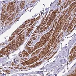 Merck Anti-ZNF2 antibody produced in rabbit