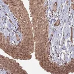 Merck Anti-TELO2 antibody produced in rabbit