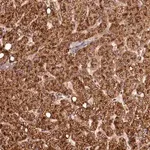 Merck Anti-C16orf46 antibody produced in rabbit