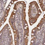 Merck Anti-MIGA2 antibody produced in rabbit