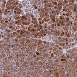 Merck Anti-PZP antibody produced in rabbit