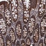 Merck Anti-C14orf159 antibody produced in rabbit