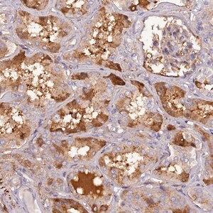 Merck Anti-PZP antibody produced in rabbit