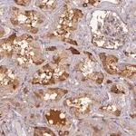 Merck Anti-PZP antibody produced in rabbit