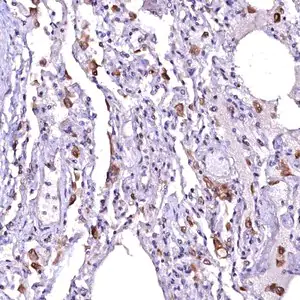 Merck Anti-OVCH1 antibody produced in rabbit
